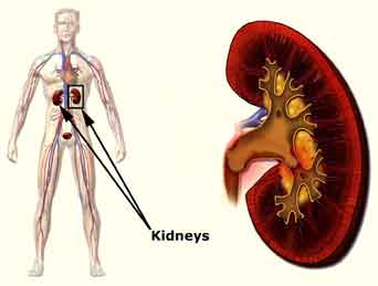 picture showing Kidney Anatomy
