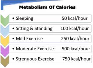 Metabolism Of Calories