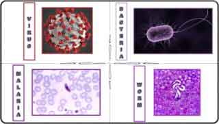 picture showing cell types