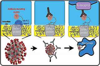 immune cell