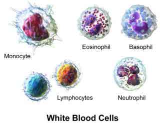 picture showing white blood cells