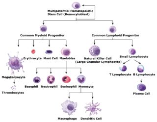 picture showing tree of illness due to virus