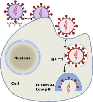 Cell in diagram