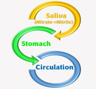 CircStomSal