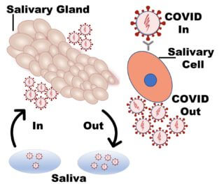 SalivaryGland