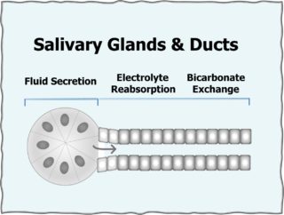 Salivary Glands & Ducts