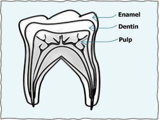 Illustration Image of a teeth